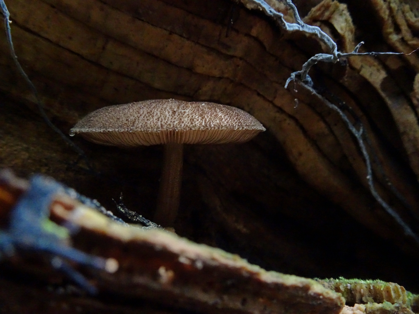 Zwam bedekt met spikkels